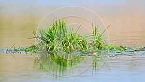 Green Marsh Frogs in natural habitat. Pelophylax ridibundus