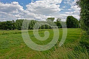 Green marsh landscape with trees in Oude Kale nature reserve, Ghent