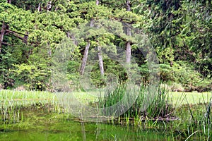 Green marsh plant.