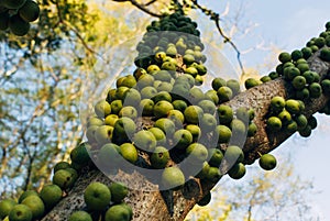 Green marula fruit in South Africa