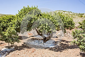 Green mastic tree in Chios island, Greece