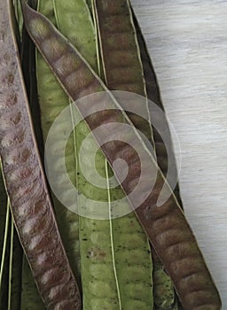 Green and  mature Carob Pods  on wooden background. Ceratonia siliqua. John Bread.