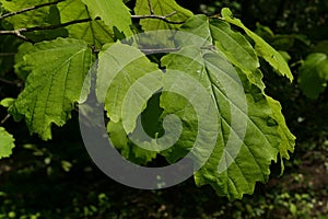 Green mature spring leaves of Witch Hazel deciduous shrub, latin name Hamamelis Virginiana