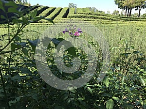 Green maze surrounded by green plants