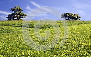 Green meadow with 2 trees