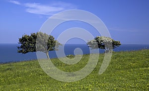 Green meadow with 2 trees sea
