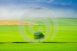 Green meadow and alone green tree. Ecological concept photo