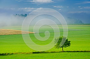 Green meadow and alone green tree. Ecological concept photo