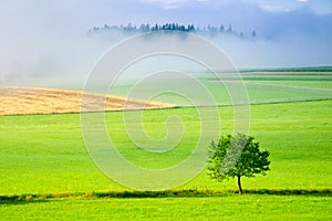 Green meadow and alone green tree. Ecological concept photo