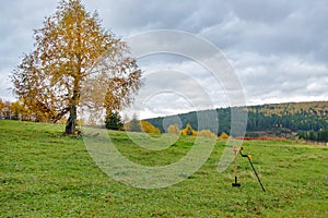 On a green meadow in the autumn under the cloudy sky birch with yellow leaves and a metal detector
