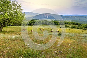 Green meadow on the background with distant mountains. Open field with green grass.