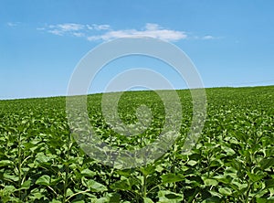 Green meadow with a blue sky