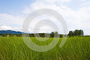 A green meadow with blue sky and white clouds in the background.