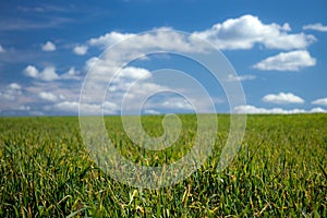 Green meadow and blues sky with white clouds