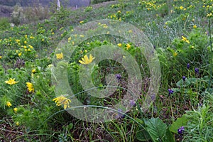 A green meadow with bright and juicy yellow flowers. Spring morning in the forest