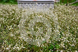 Green meadow of Capsella bursa-pastoris, known as shepherd& x27;s purse, homeopathy medicine, considered a common weed