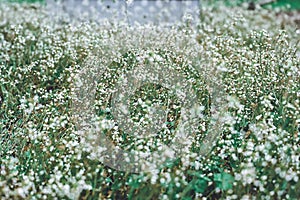 Green meadow of Capsella bursa-pastoris, known as shepherd& x27;s purse, homeopathy medicine, considered a common weed