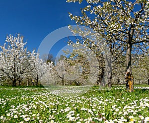 Green meadow with cherry trees in white blossom against a blue sky 3