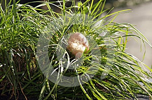 Green-meadow Chicken egg, Free Range