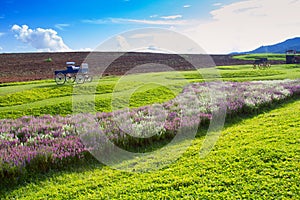 Green meadow and cosmos flower with cloud sky in Thailand