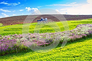 Green meadow and cosmos flower with cloud sky in Thailand