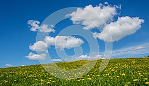 Green meadow with dandelions and sky with clouds