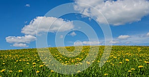 Green meadow with dandelions and sky with clouds