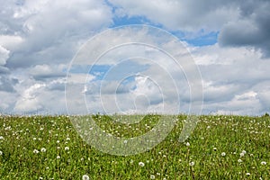 Green meadow with dandelions and sky with clouds