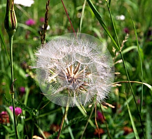 Green meadow with faded dandelions in the foreground