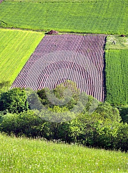 Green meadow and field