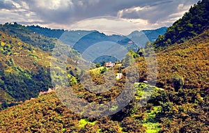 Green meadow fields and hazelnut trees at the highlands of Ordu