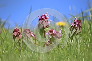 Green meadow with flowering purple dead-nettle (Lamium purpureum) plants, grass and blue sky