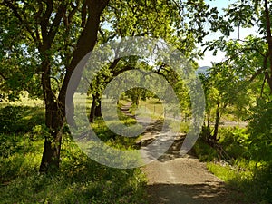 Green meadow in spring time