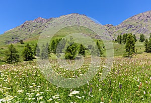 Green meadow with flowers and mountains on background in Italy.