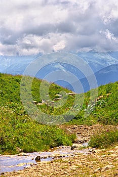 Green Meadow with flowers and water Stream and Mountains on Background