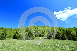 Green meadow, forest and blue sky; beautiful spring sunny day
