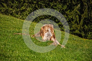 Green meadow, forest and a tree trunk