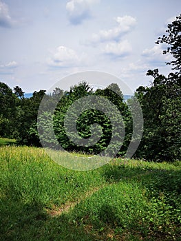 Green meadow in the forest with trees and blue sky with clouds