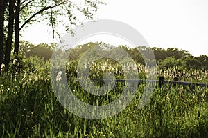 Green meadow with fresh grass, reeds and a small wooden white bridge during golden hour in the spring