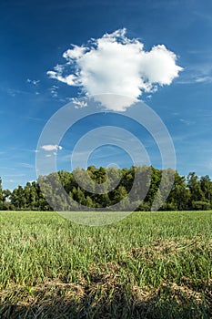 Green meadow in front of the forest and one cloud in the sky