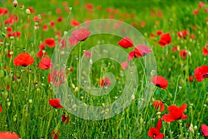 Green meadow glade with poppy flowers