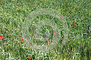 Green meadow with grain and poppies, theme wallpaper