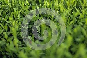 Green meadow grass with drops of morning dew. Selective focus.