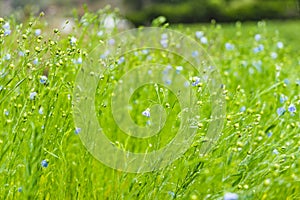 Green meadow Grass on the field during sunrise