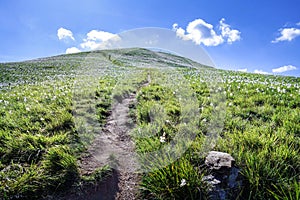 Green meadow grass with flowers under blue sky