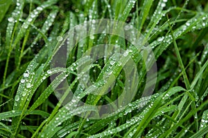 Green Meadow Grass In Raindrops, Natural Background,  Ecology, Earth Day