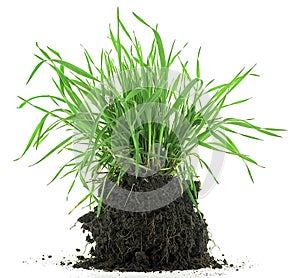 Green meadow grass with roots in black soil isolated on white background. Grass with dirt