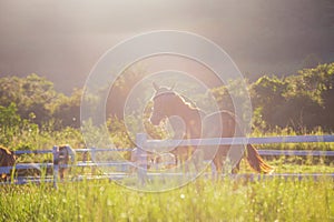 Green meadow and Grasses with morning dew at foreground and horses in stable as background with gold sunlight