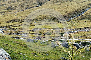 green meadow and grazing horses