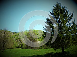 Green meadow, hills and trees in unspoiled nature